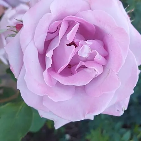 In Sunny Day 6 Complex Hotel Sunny Beach