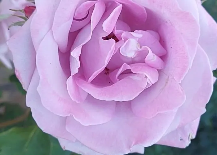 In Sunny Day 6 Complex 酒店 阳光海滩