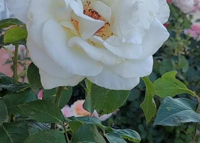 In Sunny Day 6 Complex * 阳光海滩